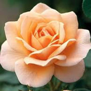 Peach Rosa spp. Seeds