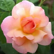 Peach Rosa spp. Seeds