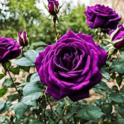 Pink Dark Violet Rosa spp. Seeds