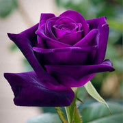 Pink Dark Violet Rosa spp. Seeds