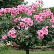 Pink Rosa spp. Seeds