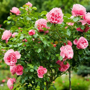 Pink Rosa spp. Seeds