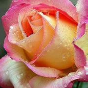 Pink & Yellow Rosa spp. Seeds