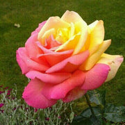 Pink & Yellow Rosa spp. Seeds