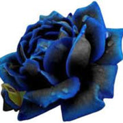 Purple Black Rose Rosa spp. Seeds
