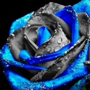 Purple Black Rose Rosa spp. Seeds