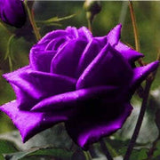 Purple Dragon Rosa spp. Seeds