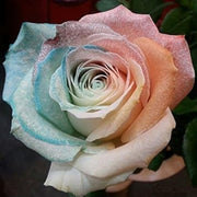 Purple & Pink Rosa spp. Seeds
