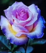 Purple & Pink Rosa spp. Seeds
