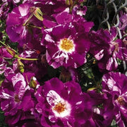 Purple & White Climbing Rosa spp. Seeds