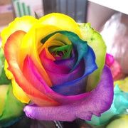 Rainbow Rose Rosa spp. Seeds
