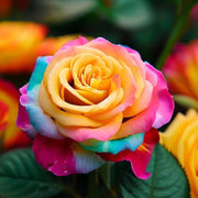 Rainbow Rose Rosa spp. Seeds