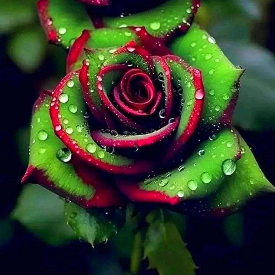 Red & Green Rosa spp. Seeds