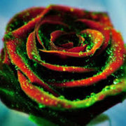 Red & Green Rosa spp. Seeds