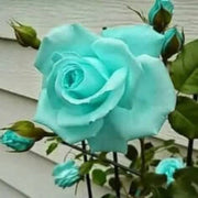 Sea Green Rosa spp. Seeds