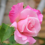 Baby Pink Dragon Rosa spp. Seeds