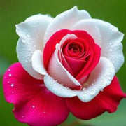 Dark Pale Pink Rainbow Rosa spp. Seeds