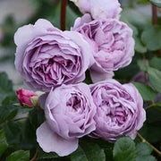Light Purple Climbing Rosa spp. Seeds