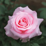 Light Pink Rosa spp. Seeds