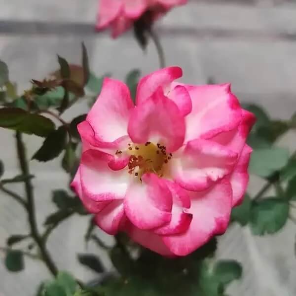 Betty Boop Rosa spp. Seeds