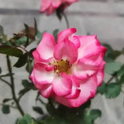 Betty Boop Rosa spp. Seeds