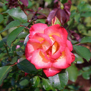 Betty Boop Rosa spp. Seeds