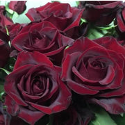 Black Maroon Rosa spp. Seeds