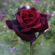 Black Maroon Rosa spp. Seeds