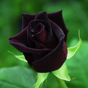Black Red Climbing Rosa spp. Seeds