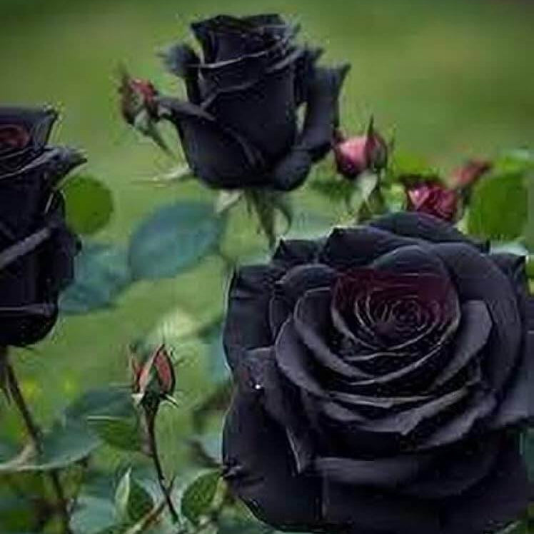 Black Rose Rosa spp. Seeds