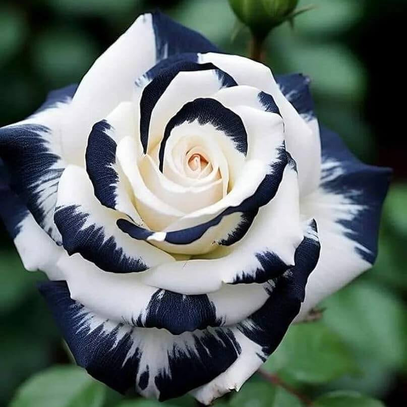 Black & White Rosa spp. Seeds