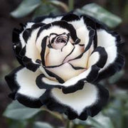 Black & White Rosa spp. Seeds