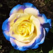 Blue Cream Rosa spp. Seeds