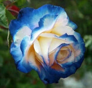 Blue Cream Rosa spp. Seeds