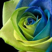 Blue & Green Rosa spp. Seeds