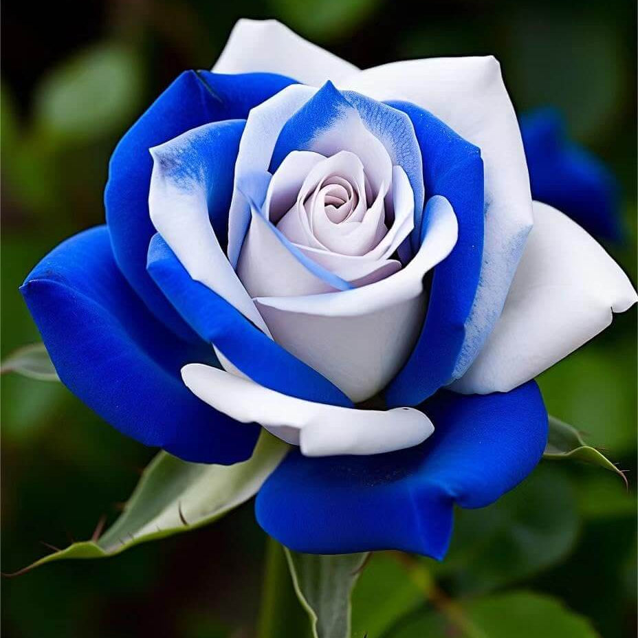 Blue & White Rosa spp. Seeds