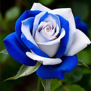 Blue & White Rosa spp. Seeds