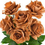 Brown Rosa spp. Seeds