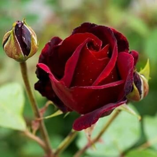 Burgundy Rosa spp. Seeds