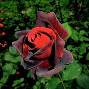 Burgundy Rosa spp. Seeds