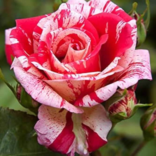Candy Stripe Rosa spp. Seeds