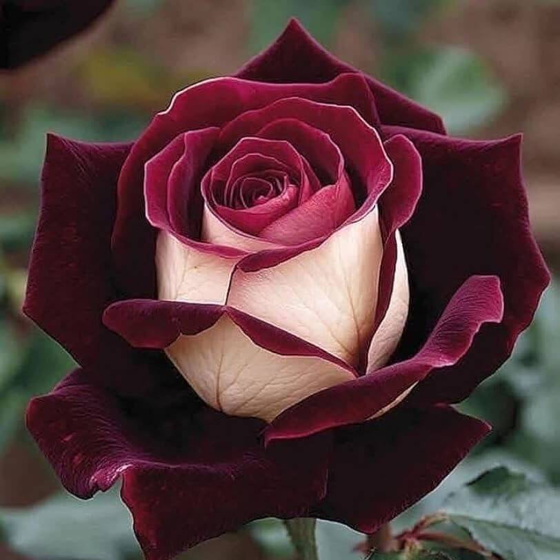 Cream Maroon Rosa spp. Seeds
