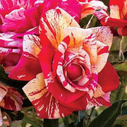 Cream Red Spirit Rosa spp. Seeds
