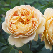 Cream Rose Rosa spp. Seeds