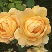 Cream Rose Rosa spp. Seeds