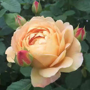 Cream Rose Rosa spp. Seeds