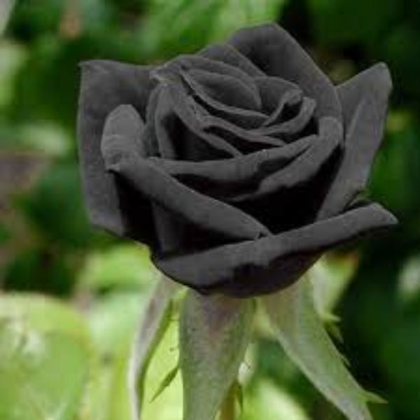 Dark Grey Rosa spp. Seeds