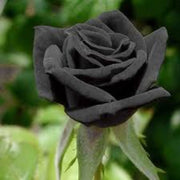 Dark Grey Rosa spp. Seeds