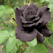 Dark Grey Rosa spp. Seeds