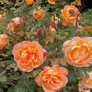 Dark Orange Climbing Rosa spp. Seeds